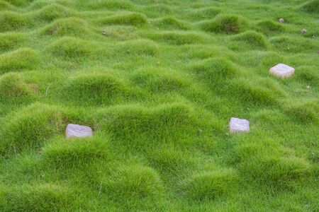 Lawn with small green grass with tubercles and stones on it close-upの写真素材