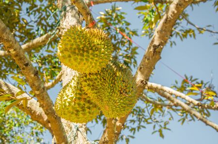 Fresh Mon Thong (code name D159) or Golden Pillow durian, king of tropical fruit, on its tree in the orchardの写真素材