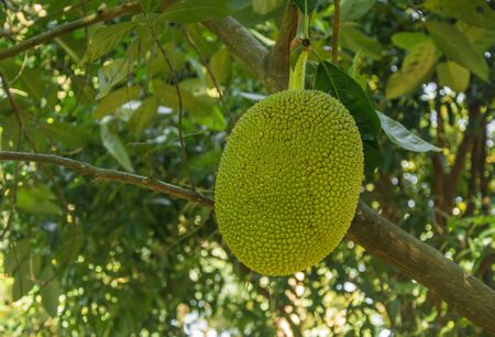 Fresh green Jackfruit ( Artocarpus heterophyllus ) hanging on brunch tree in the garden. Delicious...