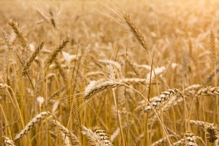 Close up of ripe wheat field with gold spike in focus. Wheat stalksの写真素材