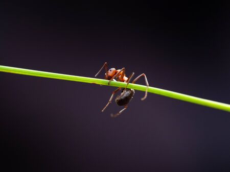 Close up of ant on green stem (Formica rufa). Place for textの写真素材