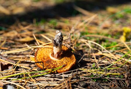 Brown mushroom upside down in the forest. Autumn, fungi time