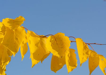 Autumn yellow birch leaves in sunlight on blue sky background, close up. Copy space