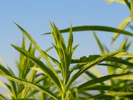 Close up of green leaves in sunset light on the blue sky backgroundの写真素材