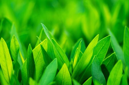 Green leaves macro with copyspace, natural background