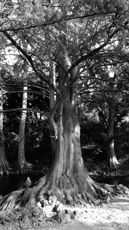 Great tall old tree on river black and whiteの写真素材