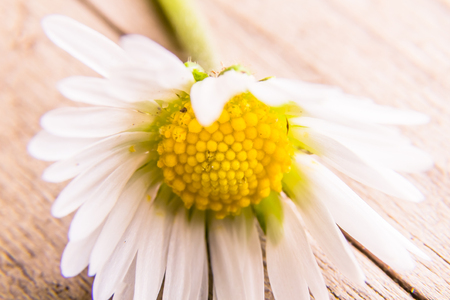 Daisy Flowerの写真素材