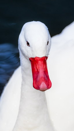 Goose Faceの写真素材