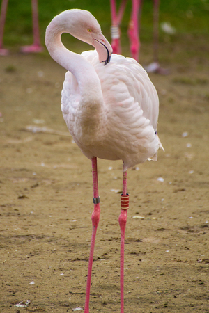 Flamingo Standing Isolatedの写真素材
