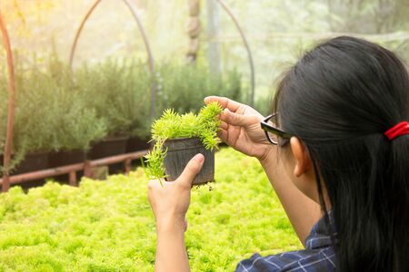 Asian woman gardener care of plants growing in plastic pots in a greenhouse for planting or for sale.の写真素材