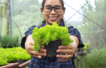 Gardener young woman at a nursery in greenhouse holding a pot of growing seedlings in her hands for sale.の写真素材