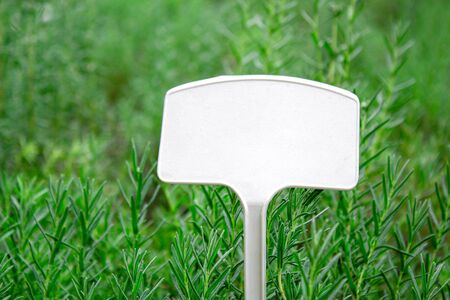 The Blank label for write in plastic pot of the young plants growing in a greenhouse. Selective focus.の写真素材