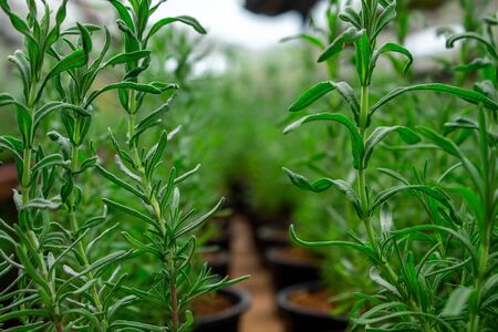 The young plants growing in plastic pots in a greenhouse for planting or for sale. Selective focus.の写真素材