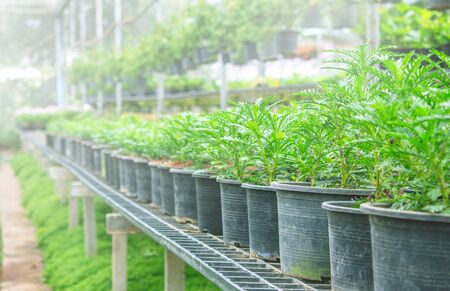 The young plants growing in plastic pots in a greenhouse for planting or for sale. Selective focus.の写真素材