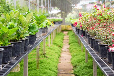 The young plants growing in plastic pots in a greenhouse for planting or for sale. Selective focus.の写真素材