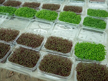 The Plant seedlings in plastic packages before selling in shop.の写真素材