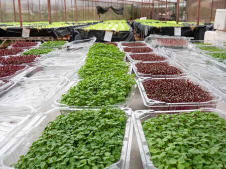 The Plant seedlings in plastic packages before selling in shop.の写真素材
