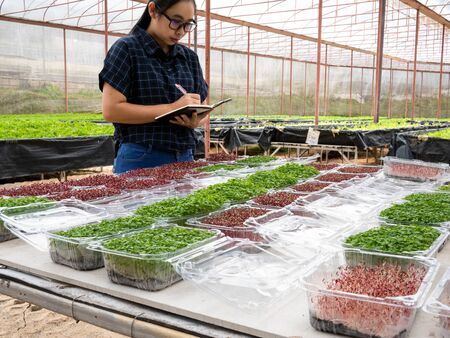 Asian woman gardener work in greenhouse with notebook check the neatness of the packaging of plant seedlings before selling.の写真素材