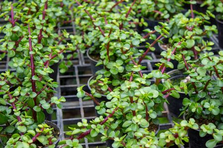 The young plants growing in a greenhouse  in summer day. Selective focus.の写真素材