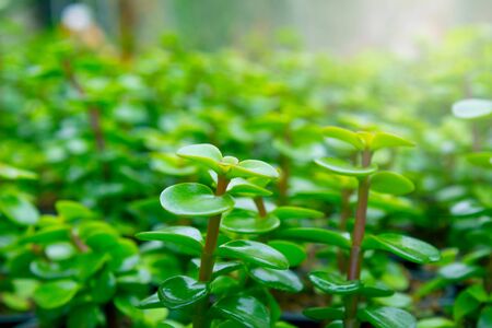 The young plants growing in a greenhouse  in summer day. Selective focus.の写真素材