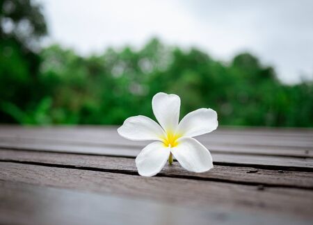 White plumeria flowers on wooden floor blurred background with Space for texts. The Thai name Leelawadee.の写真素材