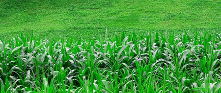 Landscape of corn fields on the hill in rainy seasons in northern of Thailand.の写真素材