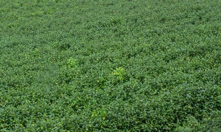 Tea plantation in Chiang Mai, Thailand.の写真素材