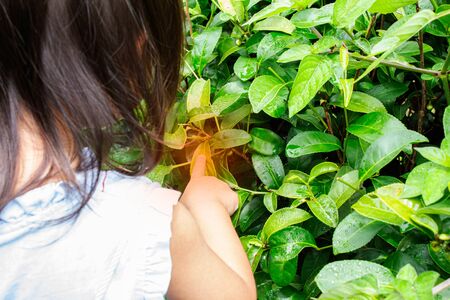 Portrait of little asian girl picking tea leaves at a tea plantation and the insect bites her hand.の写真素材