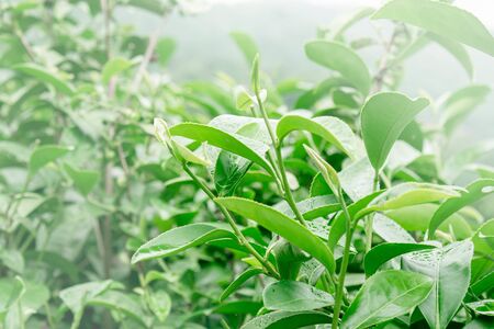 Fresh shoots of tea leaves in the tea plantation with sunlight in the morning.の写真素材