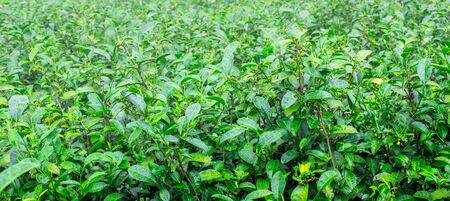 Tea leaves in the tea plantation with sunlight in the morning.の写真素材