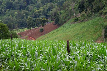 Landscape of corn fields on the hill in rainy seasons in northen of Thailand.の写真素材
