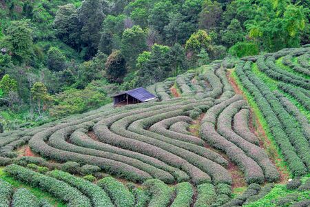 Beautiful landscape view of Tea Plantation 2,000 in the evening with raining at Angkhang mountain, Fang Chiang Mai. Tourist attraction in northern of Thailand.の写真素材
