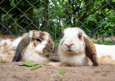 Cute little rabbits sitting on ground in farm cage in summer day. Easter day concept idea.の写真素材