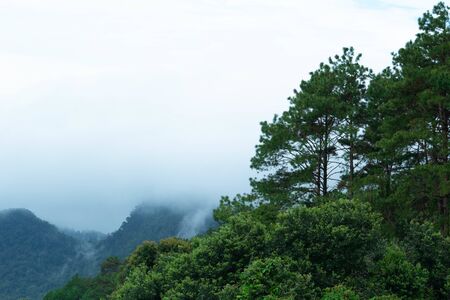 Landscape of complex mountain with fog in northern of Thailand.の写真素材