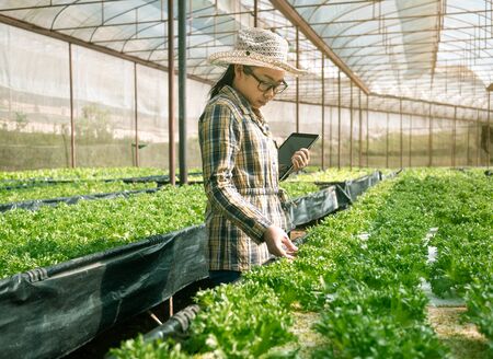Asian young female farmer using tablet in organic vegetable salad farm in greenhouse. Farmer using tablet computer worked in agricultural field.の写真素材