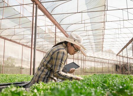 Asian young female farmer using tablet in organic vegetable salad farm in greenhouse. Farmer using...