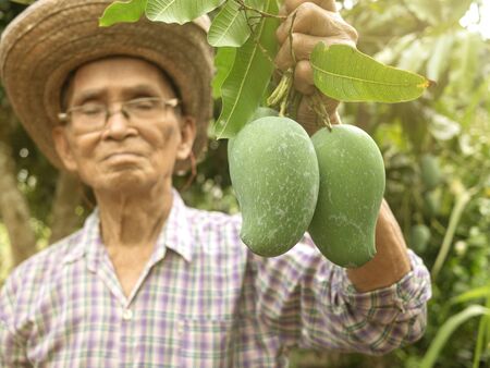 Asian senior gardeners wearing a hat and glasses holding green mangoes, stand in the garden with proud of the agricultural products. Concept of organic farming.の写真素材