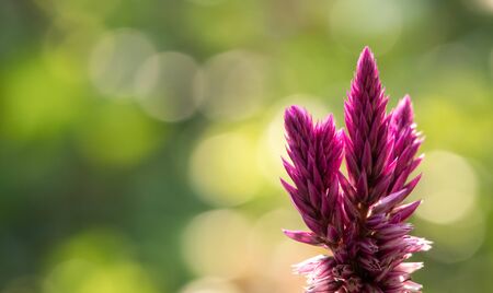 A beautiful purple cockscomb flower (celosia argentea) or Chinese Wool flower, herbaceous plant...