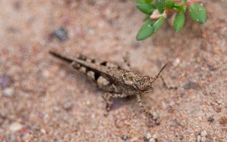 Close up of Insect brown cricket standing on the ground. Concept of wild life insects in nature .の写真素材