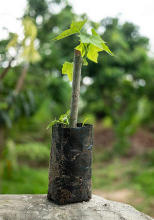 The Chaiya tree in the garden. Tree spinach or Mexican Kale, Vegetables that have high nutritional value.の写真素材