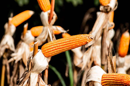 Dry corn cob with mature yellow corn growing ready for harvest in an agricultural field.の写真素材