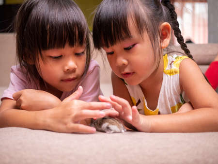Happy two little sibling girls stroking cute hamster lying on sofa at home. Children and pets concept.の写真素材