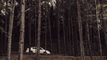 White car rushing along asphalt road through the forest in spring.の写真素材