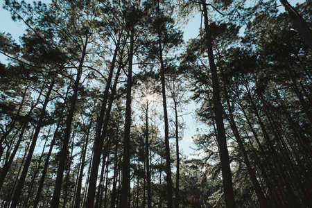 Beautiful summer view of a pine forest in asian with the sunlight shines through the pine branches...