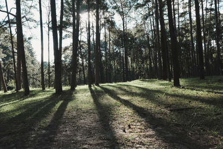 Beautiful summer view of a pine forest in asian with the sunlight shines through the pine branches...
