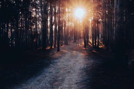 Beautiful winter view of a pine forest in asian with the sunlight shines through the pine branches down. The sunlight shines through woods in the forest landscape.の写真素材