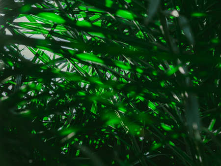 Fresh Tropical palm leaves in the morning sunlight. The leaves of the palm trees in the garden....
