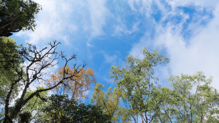 Bottom up view of the colorful leaves of the tropical trees in the autumn morning. Branches and leaves against the blue skyの写真素材