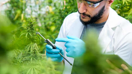 Scientists are examining plants and doing quality control of legally grown cannabis plants for...