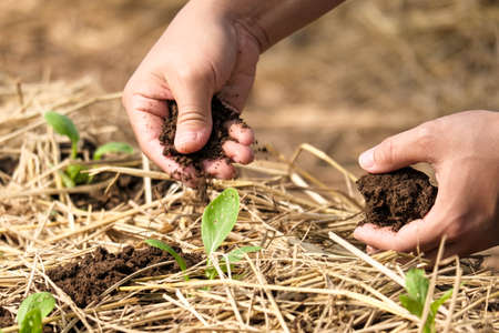 Female hands planting plants and taking care of her vegetable garden. Farmer covering young plants...